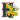 Галифакс Мусхедс